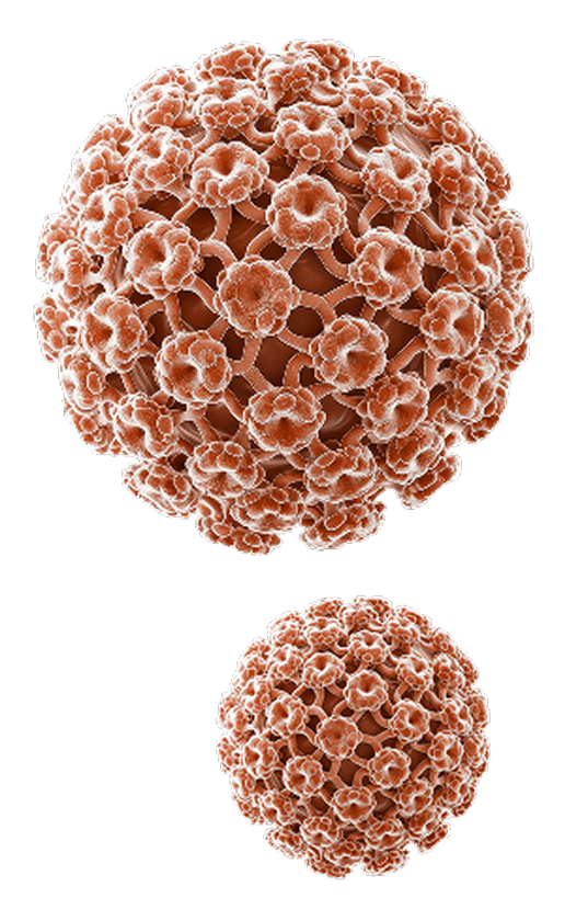 virus image 2